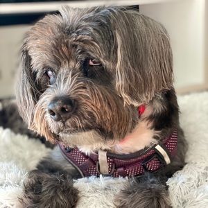 Meet your Posher, Mia